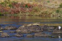 Bootsfahrt auf dem Kavango - Krokodil