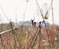 Bootsfahrt auf dem Kwando