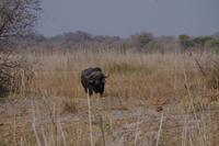 Bootsfahrt auf dem Kwando