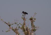 Bootsfahrt auf dem Kwando - Klaffschnabel