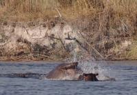Bootsfahrt auf dem Kwando - Hippo-Bad