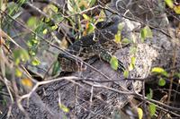 Bootsfahrt auf dem Kwando - Wasserwaran