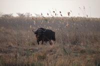 Bootsfahrt auf dem Kwando