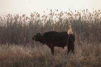 Bootsfahrt auf dem Kwando