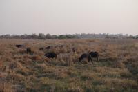 Bootsfahrt auf dem Kwando