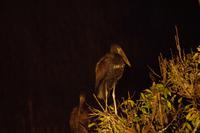 Namushasha Lodge am Kwando - Klaffschnabel-Baum