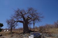 Grenzbaum zu Botswana