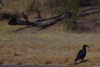 Transit durch den Chobe-Nationalpark - Hornrabe