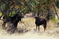 Transit durch den Chobe-Nationalpark - Rappenantilope