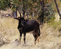 Transit durch den Chobe-Nationalpark - Rappenantilope