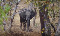 Transit durch den Chobe-Nationalpark - Elefant