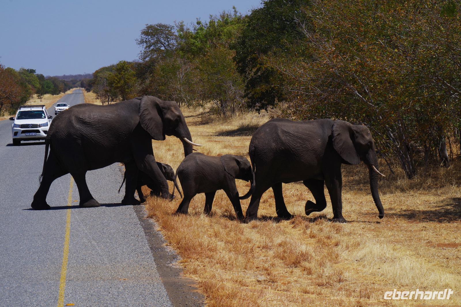 Transit durch den Chobe-Nationalpark - Elefanten