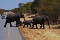 Transit durch den Chobe-Nationalpark - Elefanten
