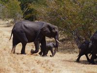 Transit durch den Chobe-Nationalpark - Elefanten