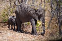 Transit durch den Chobe-Nationalpark - Elefanten