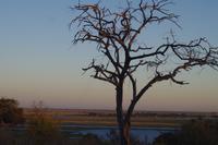 Morgendliche Pirschfahrt im Chobe-Nationalpark
