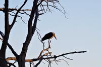 Morgendliche Pirschfahrt im Chobe-Nationalpark - Marabu