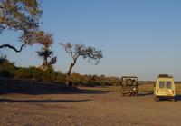 Morgendliche Pirschfahrt im Chobe-Nationalpark