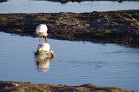 Morgendliche Pirschfahrt im Chobe-Nationalpark - Löffler