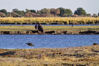Morgendliche Pirschfahrt im Chobe-Nationalpark