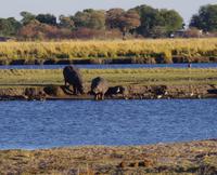 Morgendliche Pirschfahrt im Chobe-Nationalpark