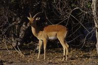 Morgendliche Pirschfahrt im Chobe-Nationalpark - Impalabock
