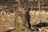 Morgendliche Pirschfahrt im Chobe-Nationalpark