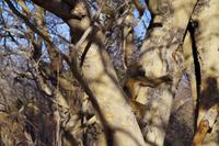 Morgendliche Pirschfahrt im Chobe-Nationalpark