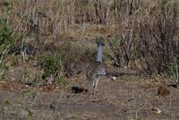 Morgendliche Pirschfahrt im Chobe-Nationalpark - Riesentrappe
