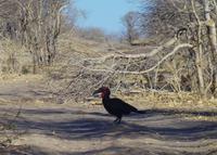 Morgendliche Pirschfahrt im Chobe-Nationalpark - Hornrabe
