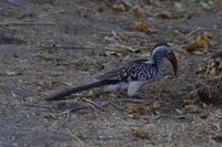 Morgendliche Pirschfahrt im Chobe-Nationalpark - Rotschnabeltoko