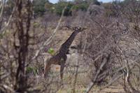 Morgendliche Pirschfahrt im Chobe-Nationalpark