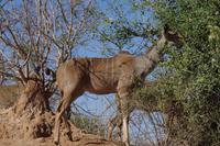 Morgendliche Pirschfahrt im Chobe-Nationalpark - Kudu