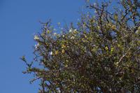 Morgendliche Pirschfahrt im Chobe-Nationalpark - der Busch blüht