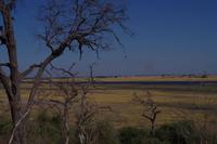 Morgendliche Pirschfahrt im Chobe-Nationalpark