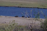Morgendliche Pirschfahrt im Chobe-Nationalpark