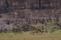 Morgendliche Pirschfahrt im Chobe-Nationalpark