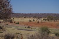 Morgendliche Pirschfahrt im Chobe-Nationalpark
