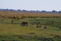 Bootsfahrt am den Chobe am Nachmittag