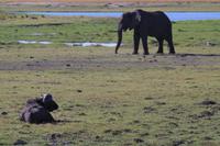 Bootsfahrt am den Chobe am Nachmittag