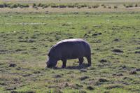 Bootsfahrt am den Chobe am Nachmittag