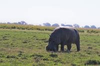 Bootsfahrt am den Chobe am Nachmittag
