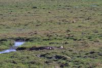 Bootsfahrt am den Chobe am Nachmittag