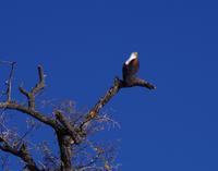 Bootsfahrt am den Chobe am Nachmittag - Schreiseeadler