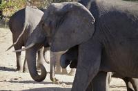 Bootsfahrt am den Chobe am Nachmittag