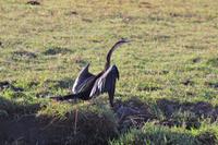 Bootsfahrt am den Chobe am Nachmittag - Schlangenhalsvogel