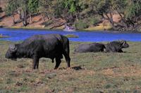 Bootsfahrt am den Chobe am Nachmittag