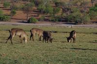 Bootsfahrt am den Chobe am Nachmittag