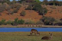 Bootsfahrt am den Chobe am Nachmittag