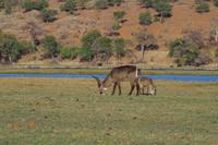 Bootsfahrt am den Chobe am Nachmittag